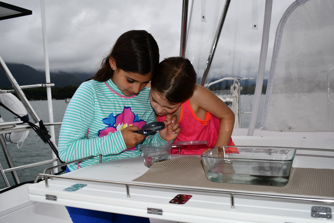 Examining Ocean Critters